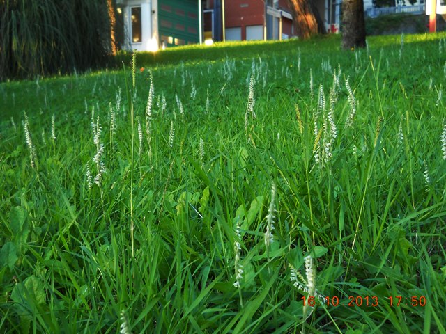 Spiranthes spiralis: riassunto...